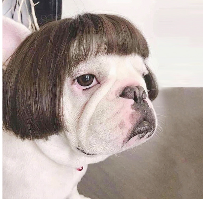 PawStyle Pet Costume Wig ⭐